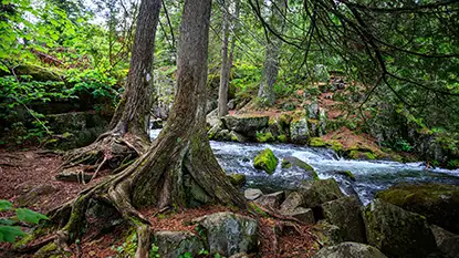 Trip Planning creek in Cedar grove