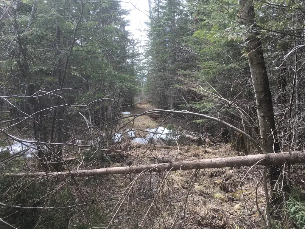 Trees on the South Lake Trail