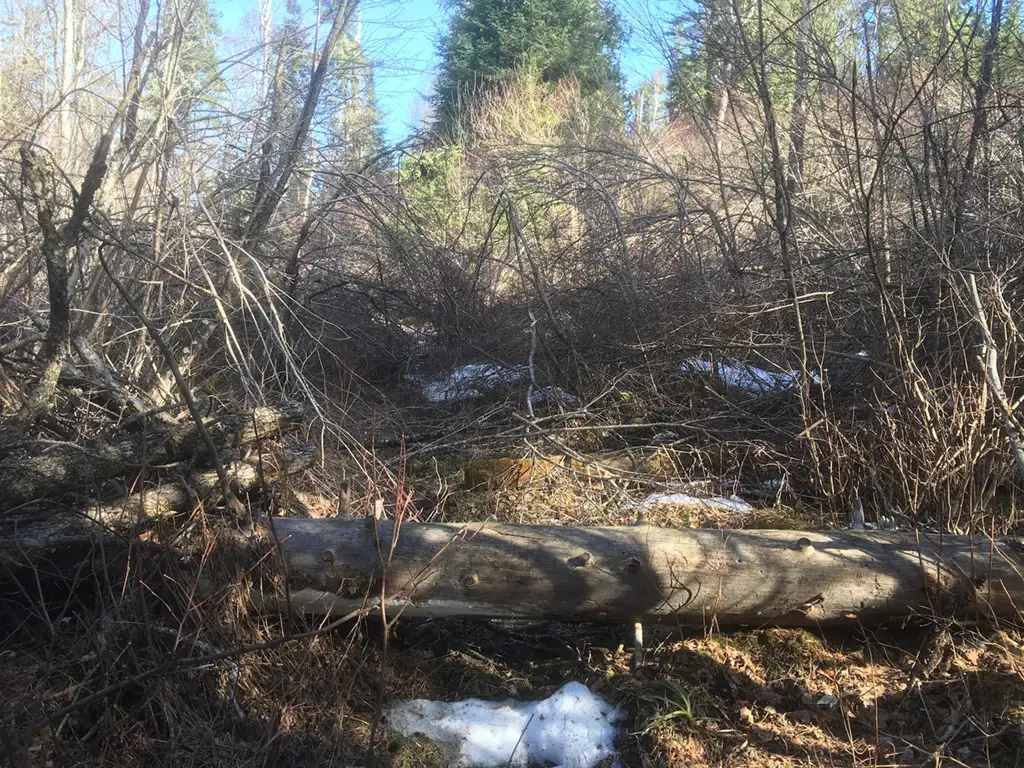 Tag Alder making hikes very difficult