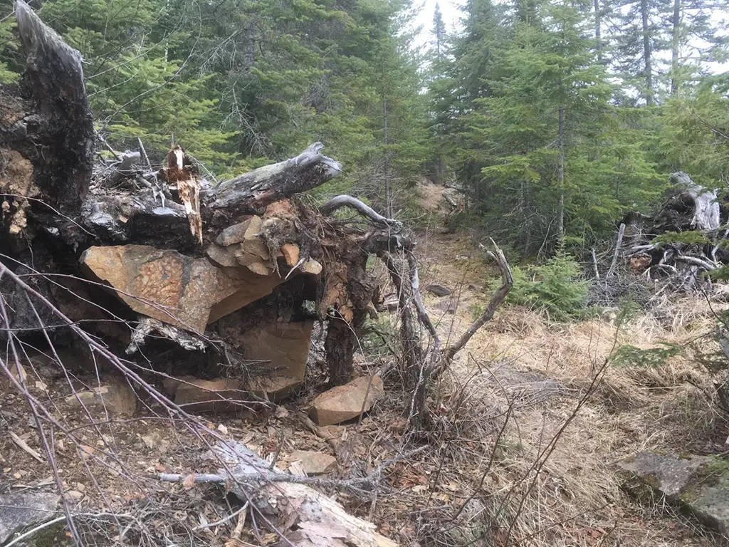 Overturned tree with rocks in the roots on the South Lake Trail