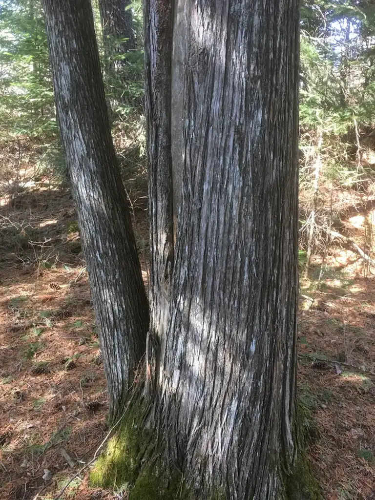 Very large cedar tree