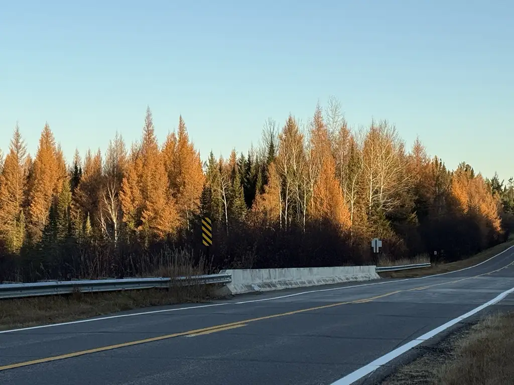 tamarack along gunflint trail