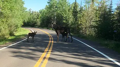 Trip Planning Moose on the Gunflint Trail